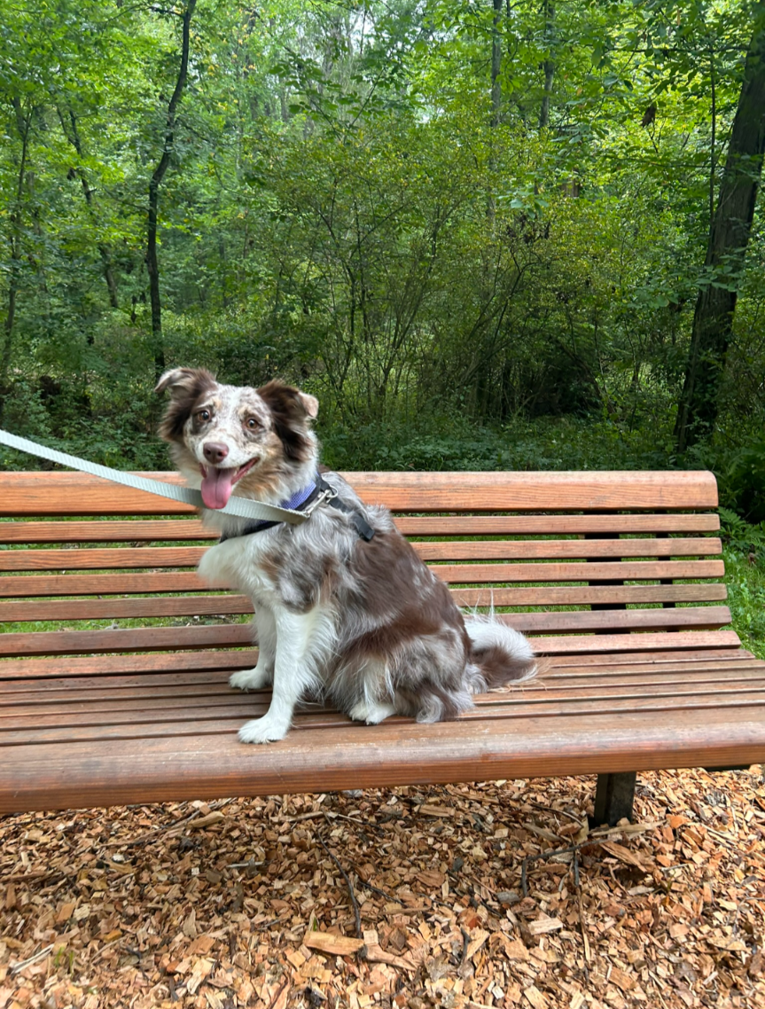 Border collie sitting on park bench